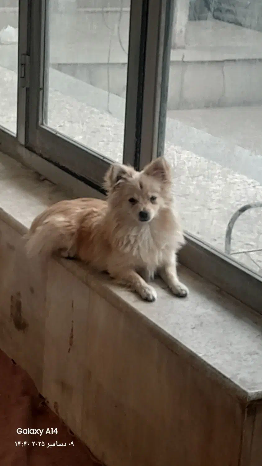 پامر|سگ|شاهین‌شهر, گزبرخوار|دیوار