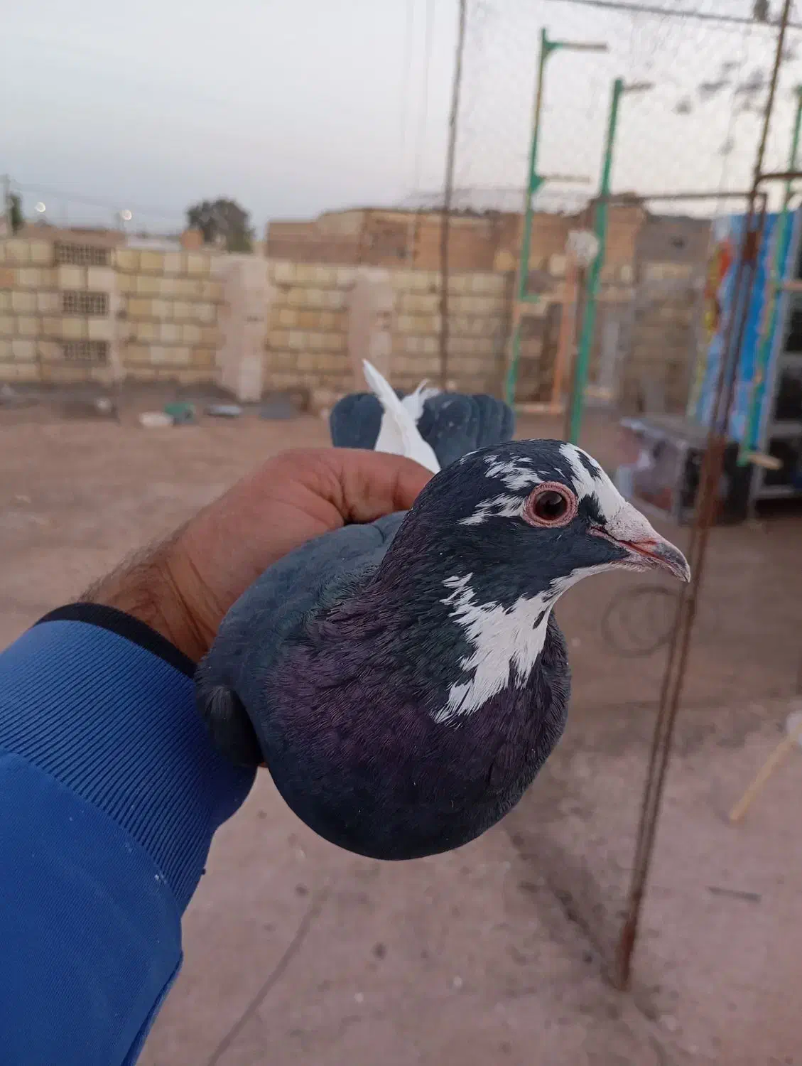 ماده پلنگ|پرنده|رفسنجان, |دیوار