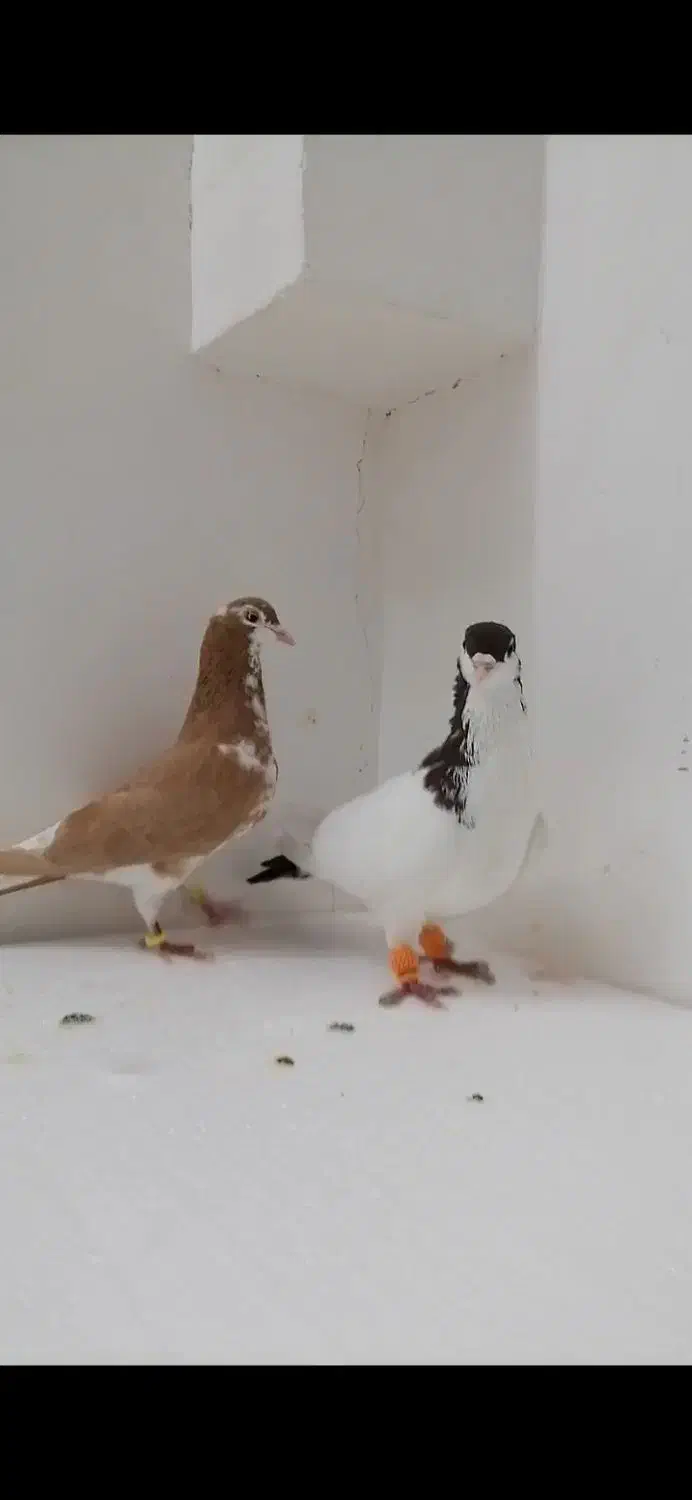 کفتر طوقی|پرنده|فریمان, |دیوار