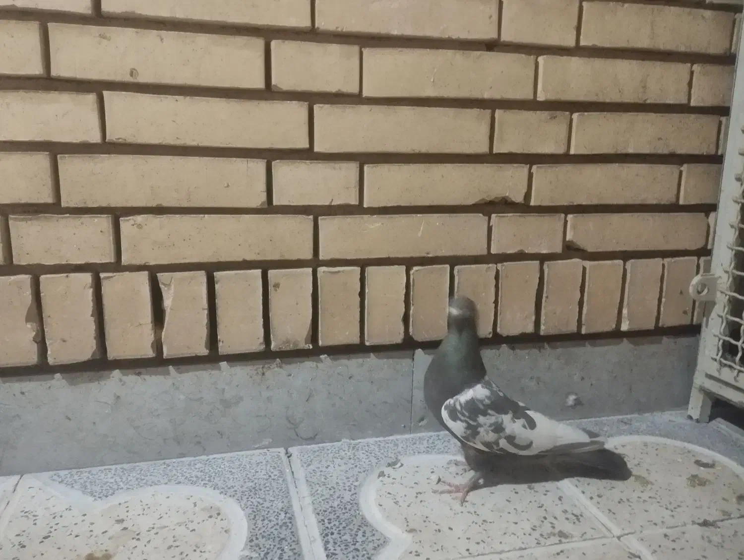 کبوتر سینه قهوای ماده|پرنده|زرقان, |دیوار
