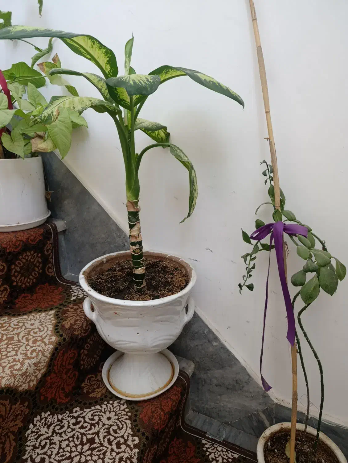 گل طبیعی|گل و گیاه طبیعی|مبارکه, |دیوار