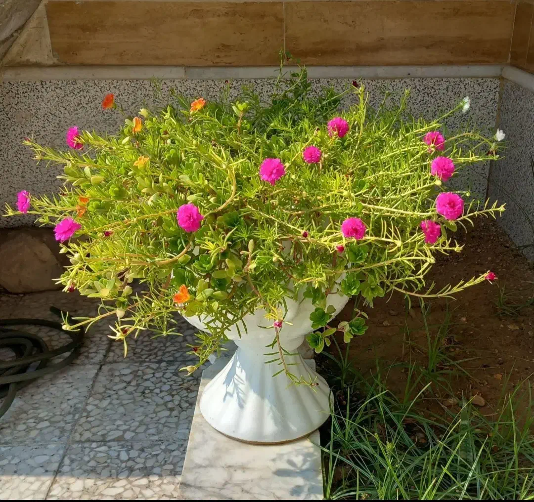 کاکلی و پرپینی|گل و گیاه طبیعی|بندر دیر, |دیوار