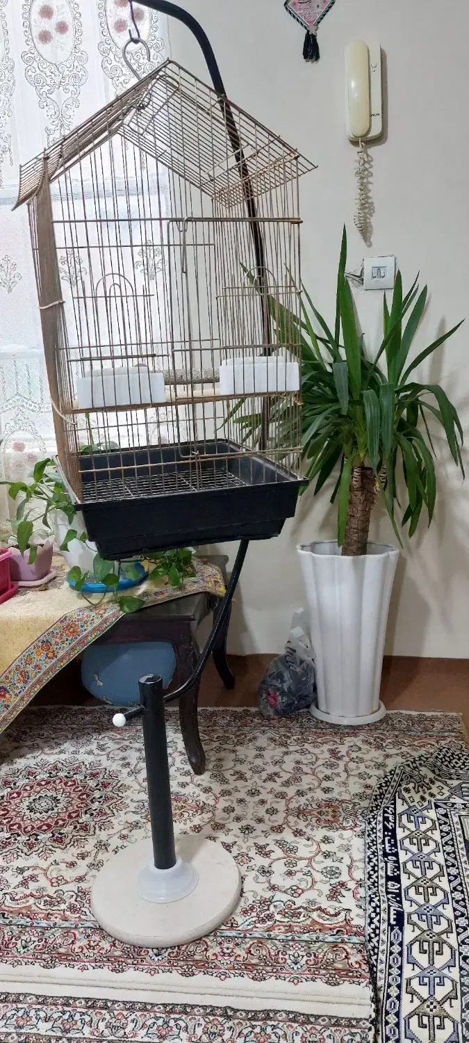 قفس سلطنتی|لوازم جانبی حیوانات|پاکدشت, پاکدشت (مامازند)|دیوار