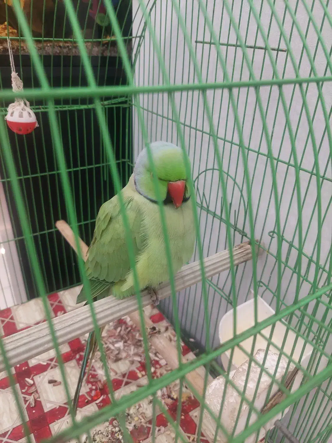 طوطی سخنگو|پرنده|ری, سیزده آبان|دیوار