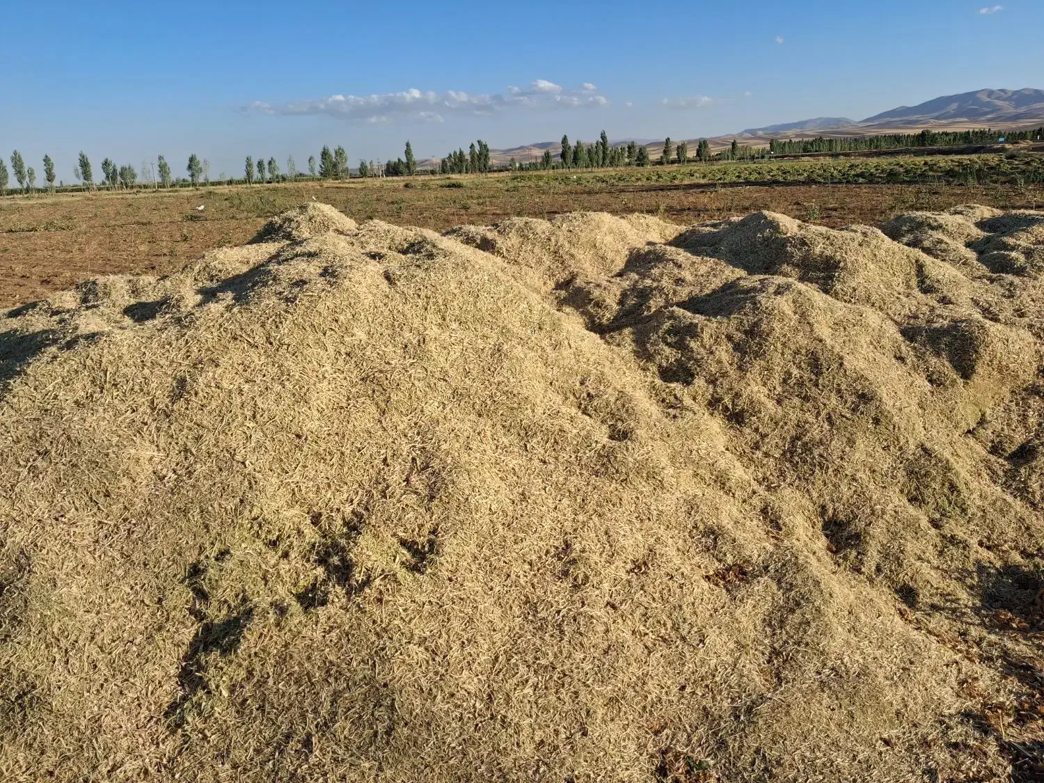 کاه لوبیا چتی|عمده‌فروشی|ماهدشت, |دیوار