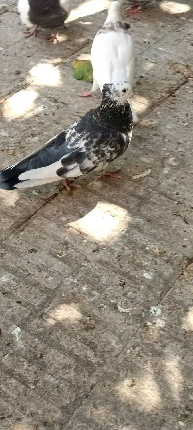 سه تا بهبونی|پرنده|شیراز, عادل آباد|دیوار