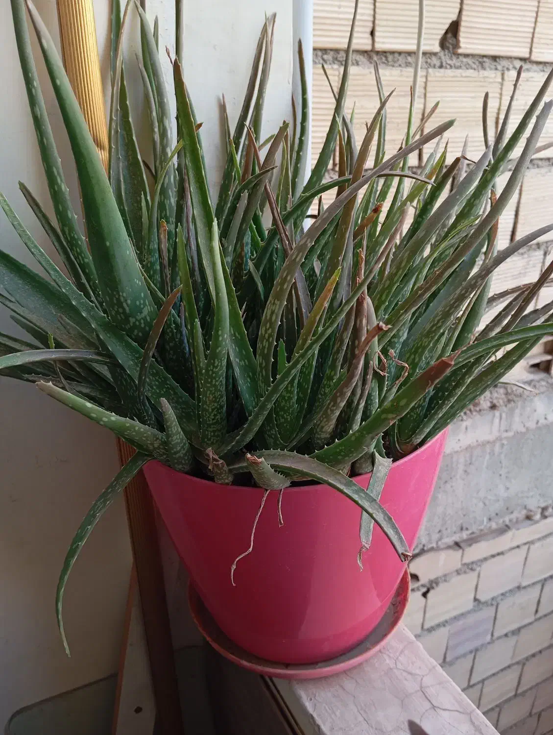 نخل ماداگاسکار|گل و گیاه طبیعی|مشکین‌دشت, |دیوار