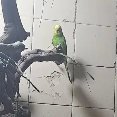 مرغ عشق|پرنده|قم, شهرک امام حسن|دیوار