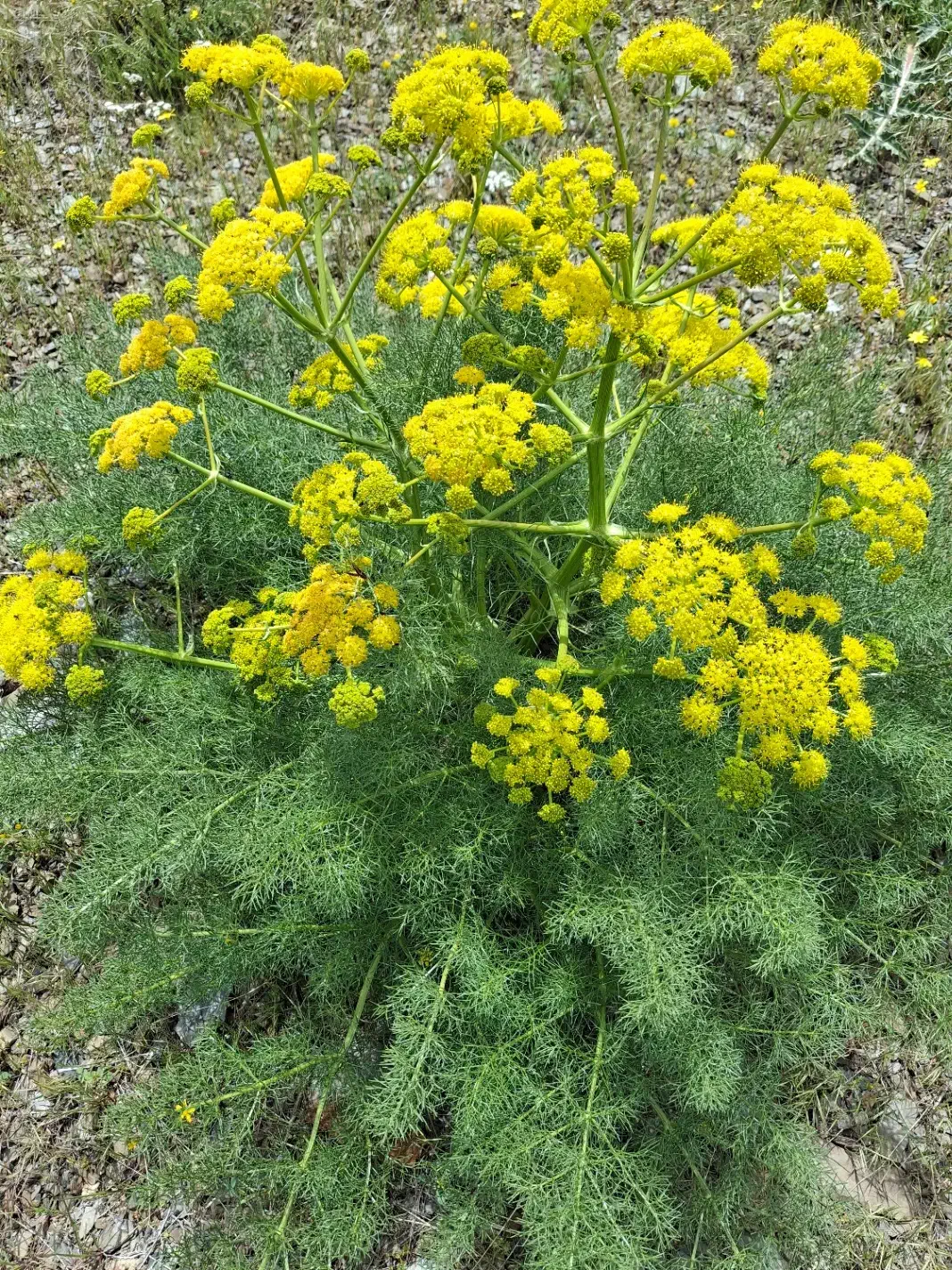 زمین فروشی ابتدای  روستای طنجران.توافقی|فروش زمین و ملک کلنگی|خمین, |دیوار