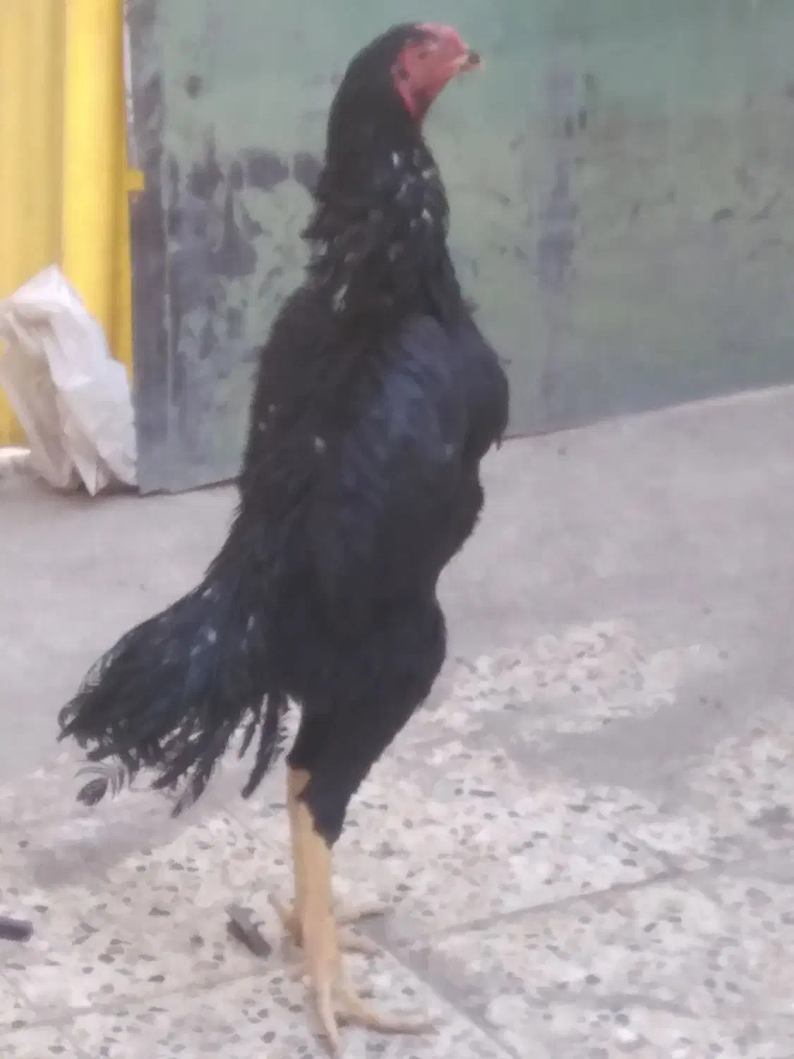 مرغ و خروس لاری|حیوانات مزرعه|تهران, وصفنارد|دیوار