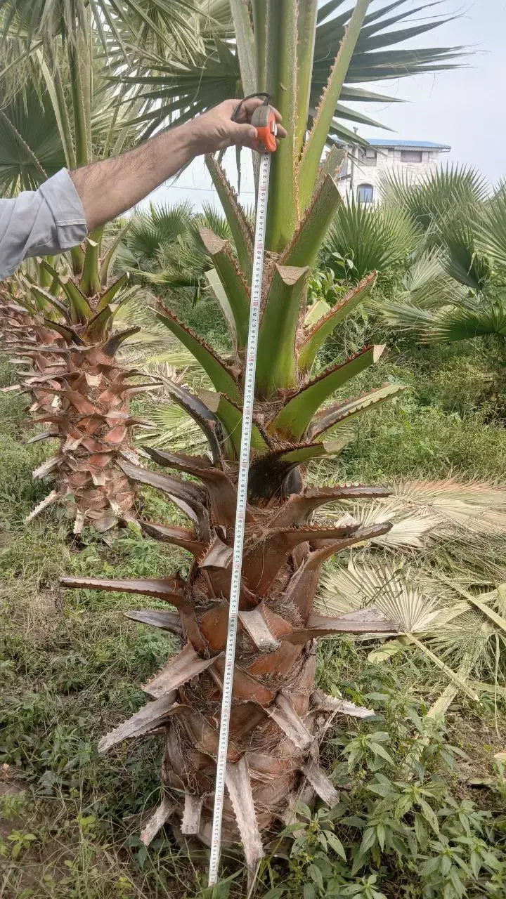 یاس گلدانی و پالم|خدمات باغبانی و درختکاری|رودسر, |دیوار