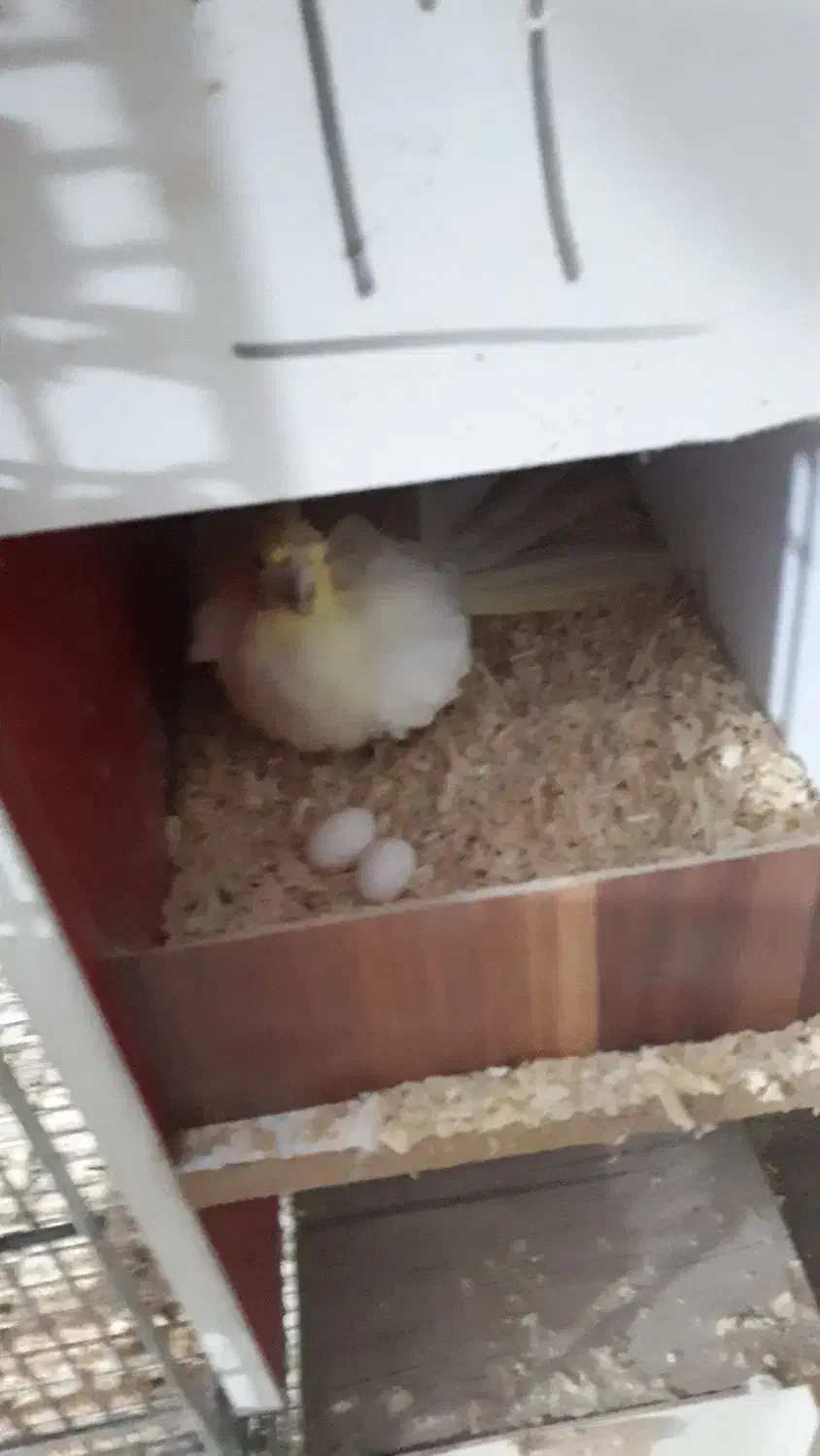 ۸جفت عروس لوتینوروی تخم و۹تا جوجه سیخ پر|پرنده|علی‌آباد کتول, |دیوار