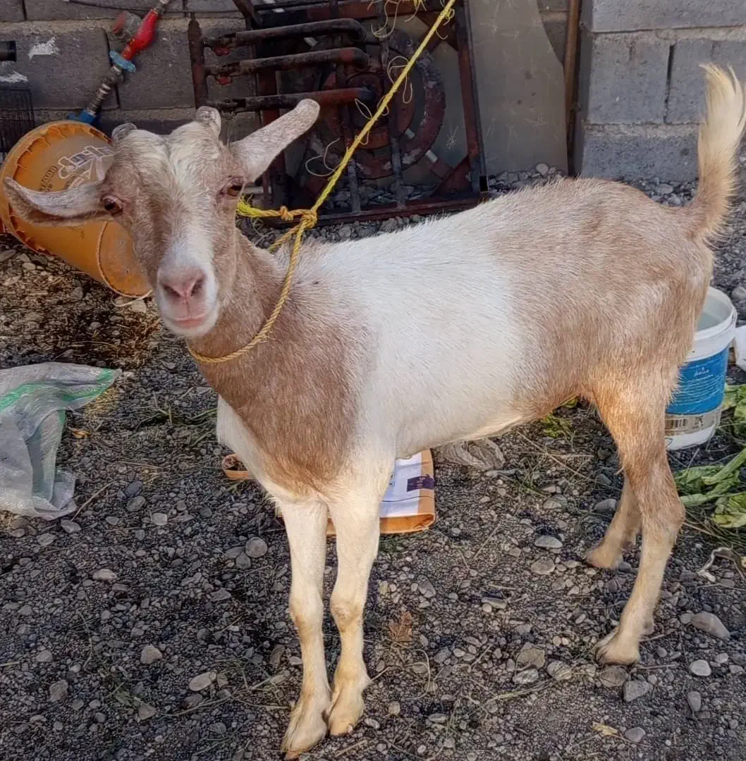 کهره|حیوانات مزرعه|میناب, |دیوار