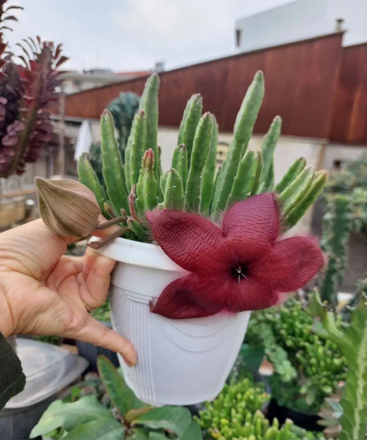 افوربیای قرمز پر شاخه|گل و گیاه طبیعی|رشت, تازه آباد|دیوار