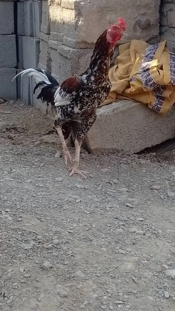 خروس و ماده مرغ|حیوانات مزرعه|ایرانشهر, |دیوار