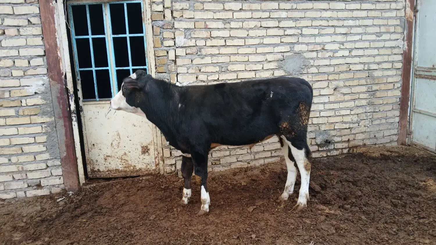 یک راس گوساله نر سمینتال جنس|حیوانات مزرعه|تاکستان, |دیوار