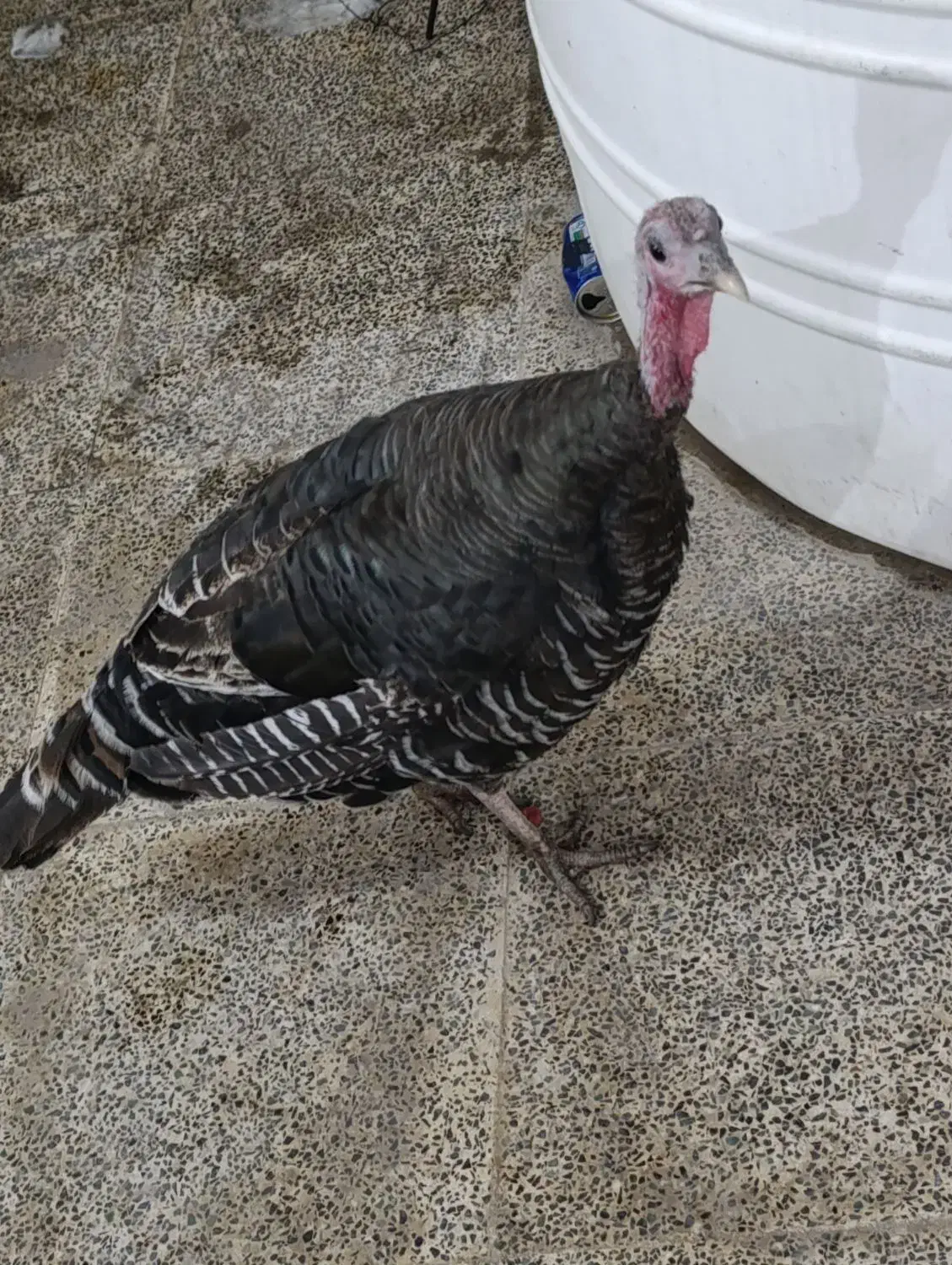 بوقلمون بالغ ماده|حیوانات مزرعه|بندر گناوه, |دیوار