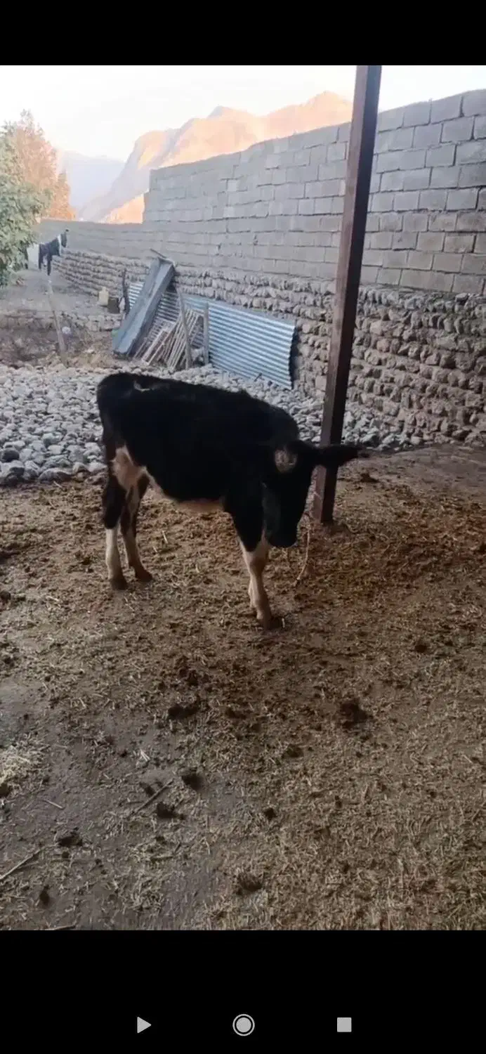 گوساله|حیوانات مزرعه|چگنی, |دیوار