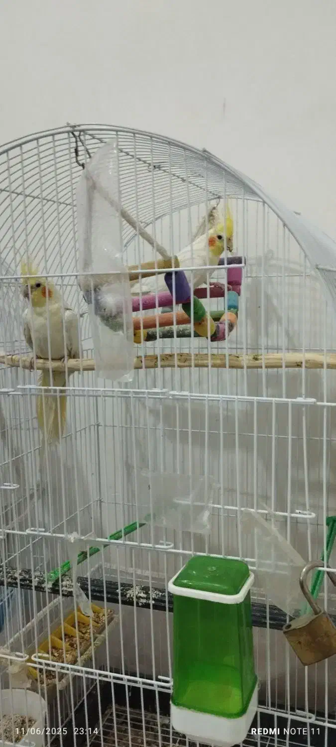 عروس هلندی لوتینو گل باقالی|پرنده|مشهد, شهید علی محمدی|دیوار