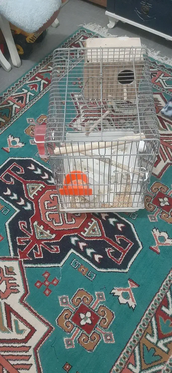 قفس عروس هلندی وطوطی برزیلی|لوازم جانبی حیوانات|پاکدشت, پاکدشت (مامازند)|دیوار