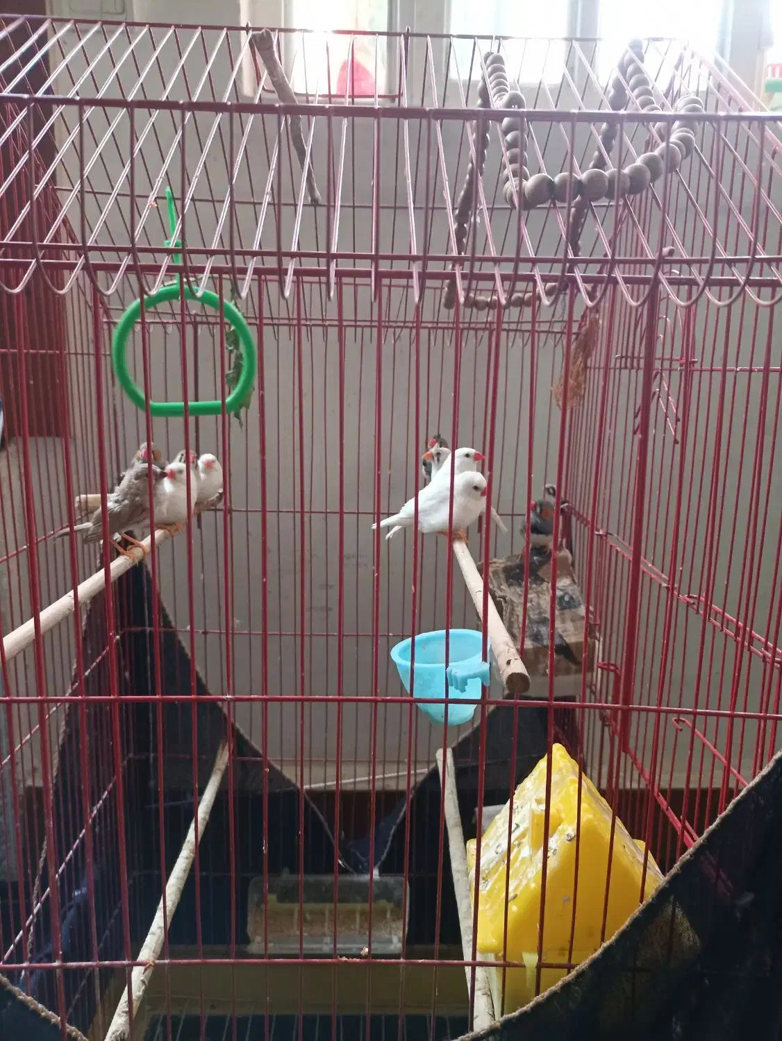 11عدد فنج زبرا جفتی 300 خداوکیلی الکی زنگ نزن|پرنده|شوش, |دیوار