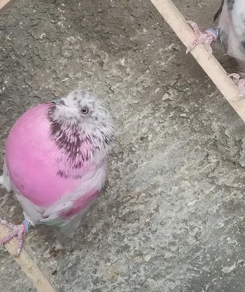 کبوتر|پرنده|اصفهان, کنگاز|دیوار