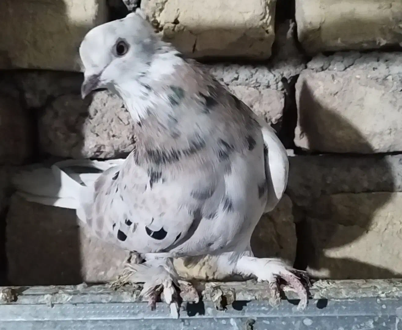 کبوتر پرشی هما سرور|پرنده|شهریار, شهرک بهاران (ویره)|دیوار