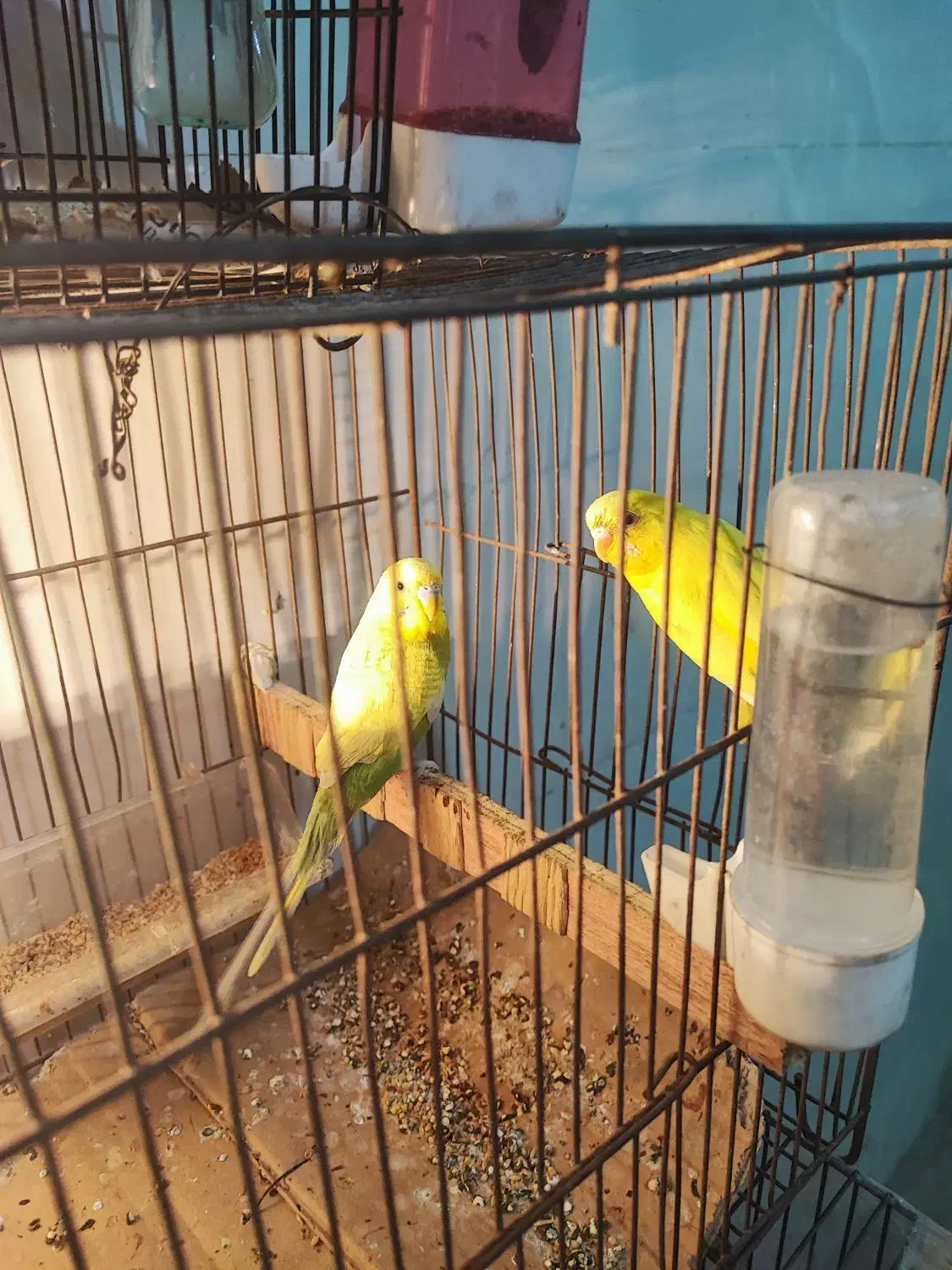 مرغ عشق جفت سلامت|پرنده|اسلام‌شهر, شهرک امام حسین (میان آباد)|دیوار