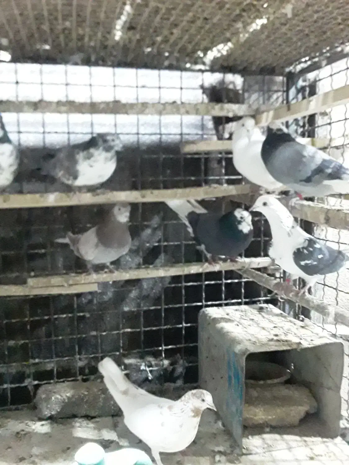 چند جفت مایه کبوتر|پرنده|تهران, تهرانپارس غربی|دیوار