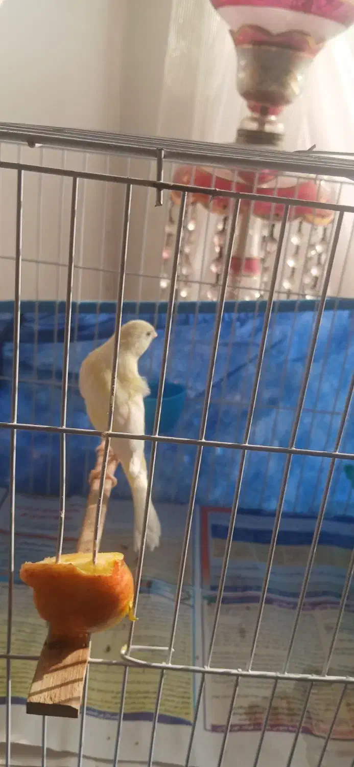 قناری،سیده|پرنده|رشت, بازار|دیوار