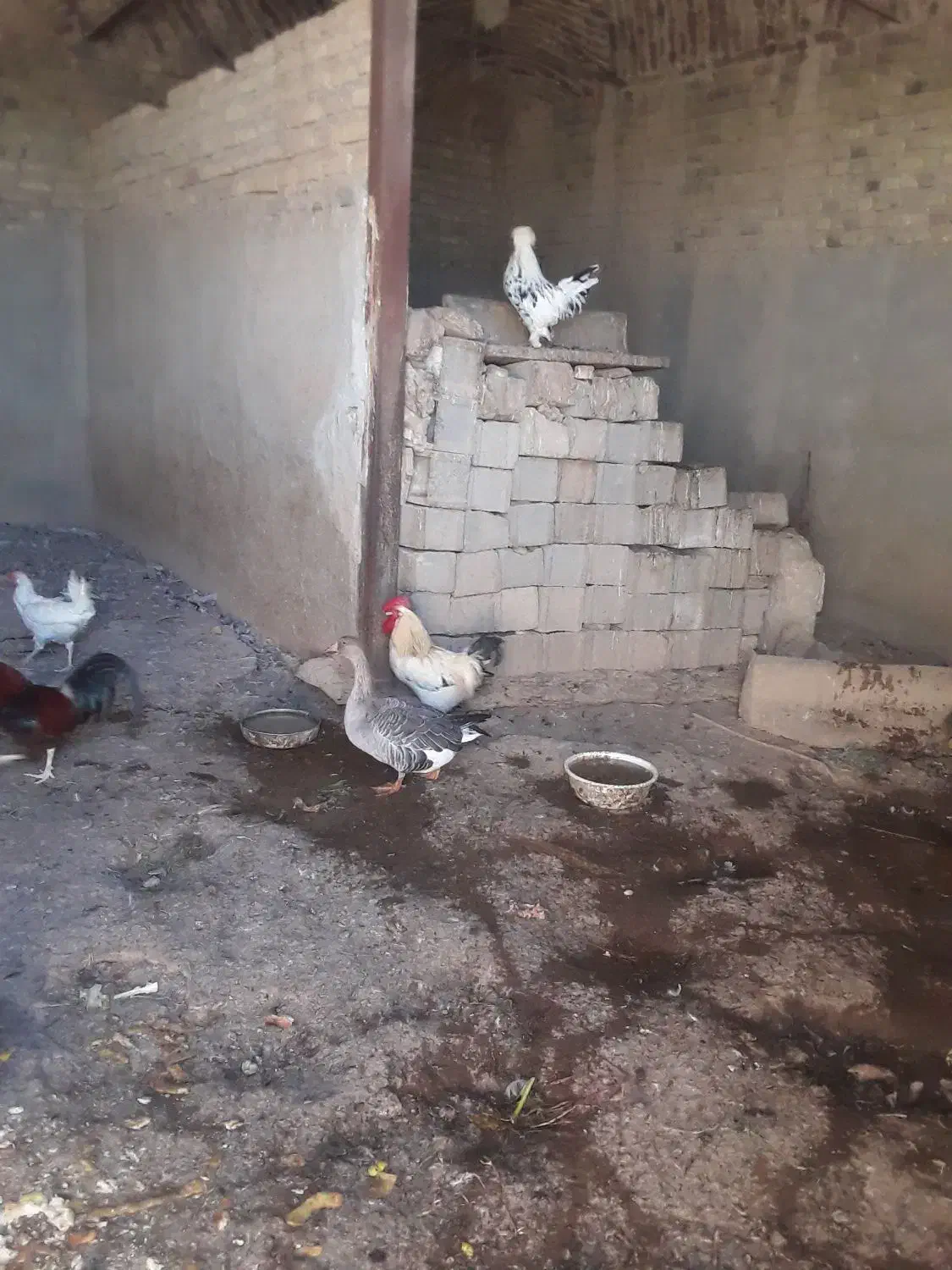 تعدادی خروس و اردک و غاز|حیوانات مزرعه|جوادآباد, |دیوار