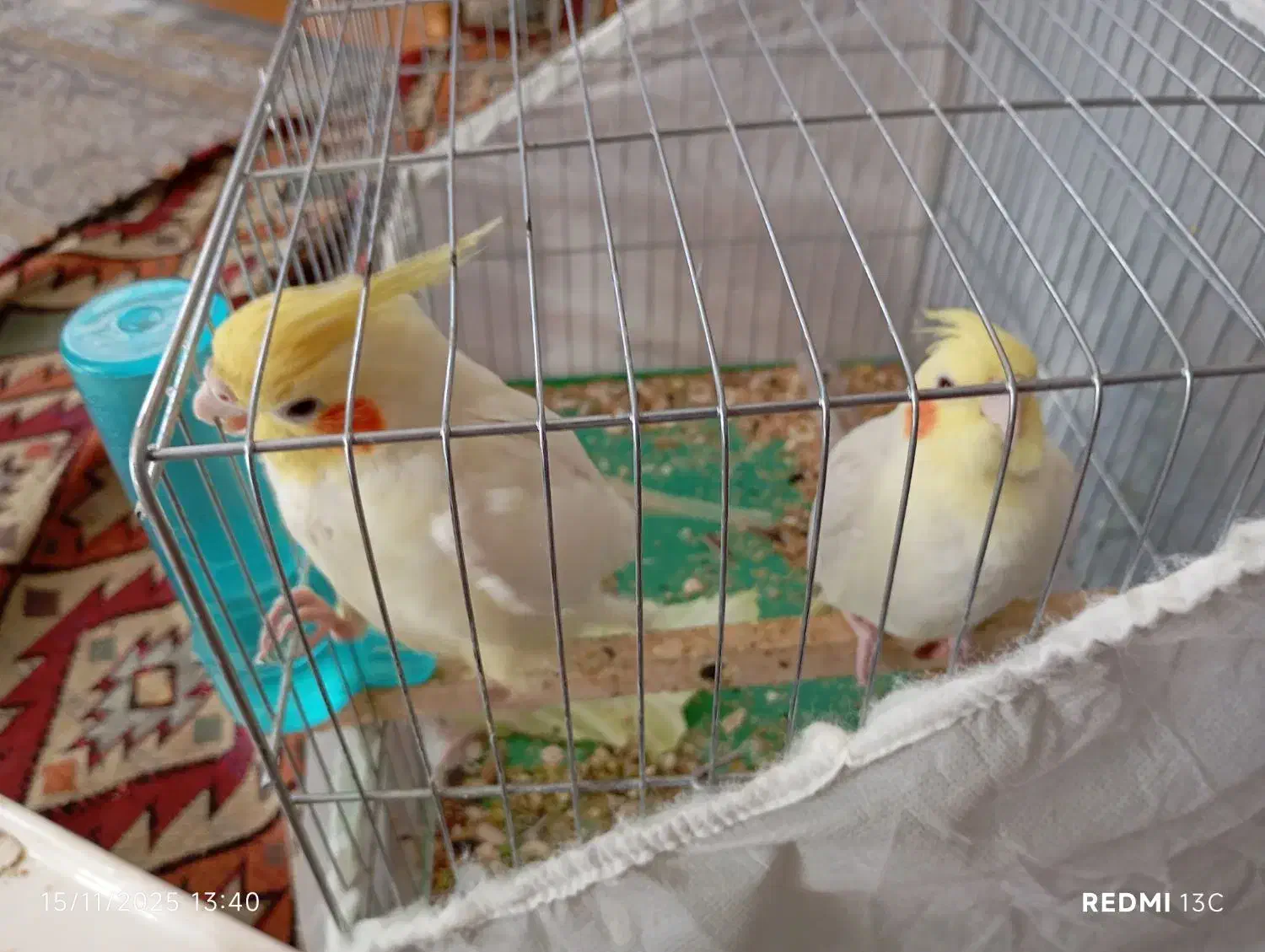 عروس هلندی|پرنده|بافت, |دیوار