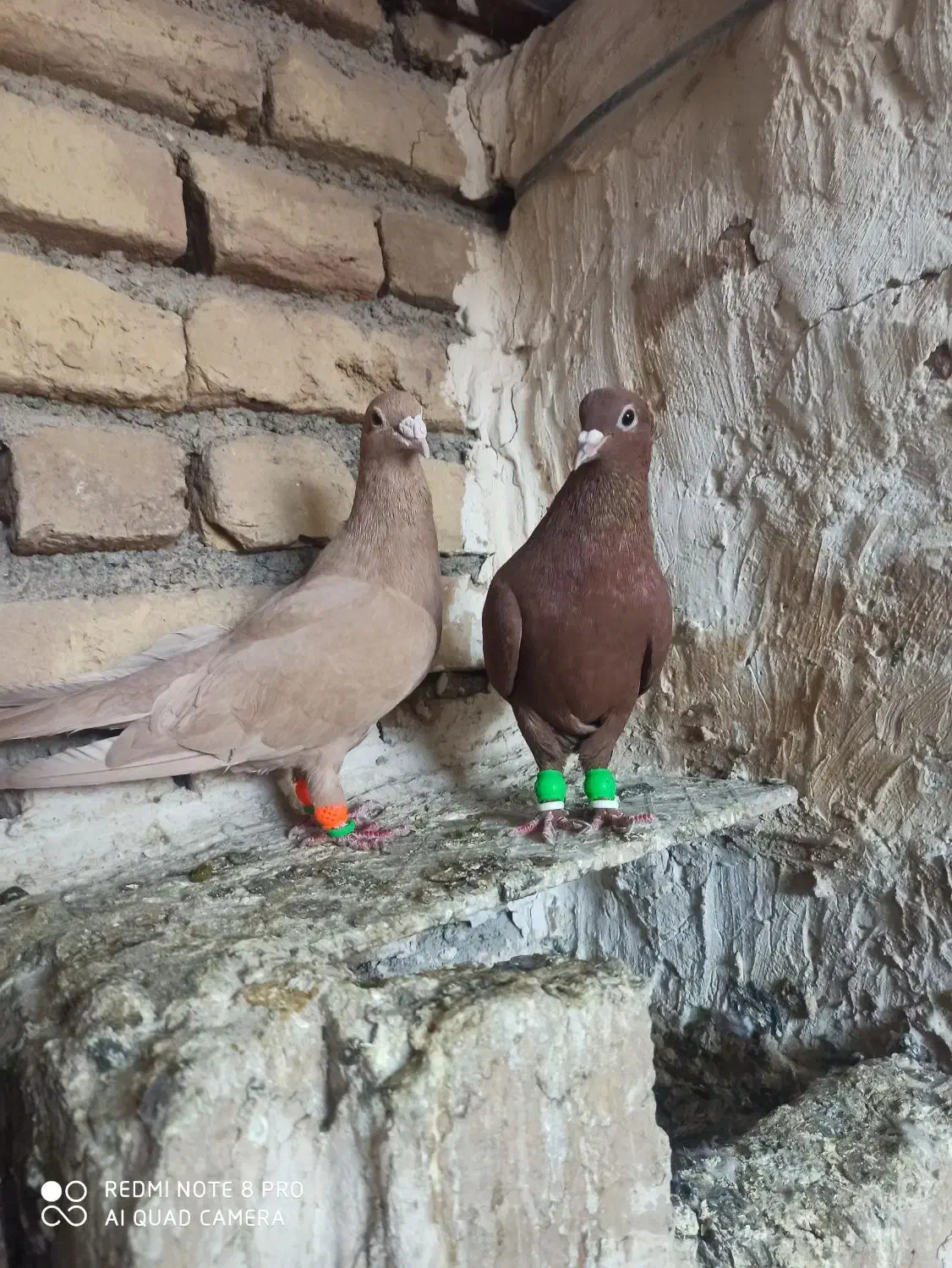 جفت نرماده کرمانی|پرنده|تربت‌حیدریه, پائین ولایت|دیوار