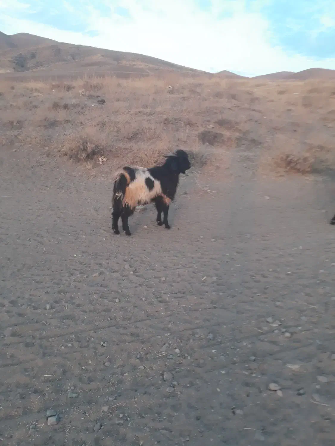 بزغاله ماده|حیوانات مزرعه|خلخال, |دیوار