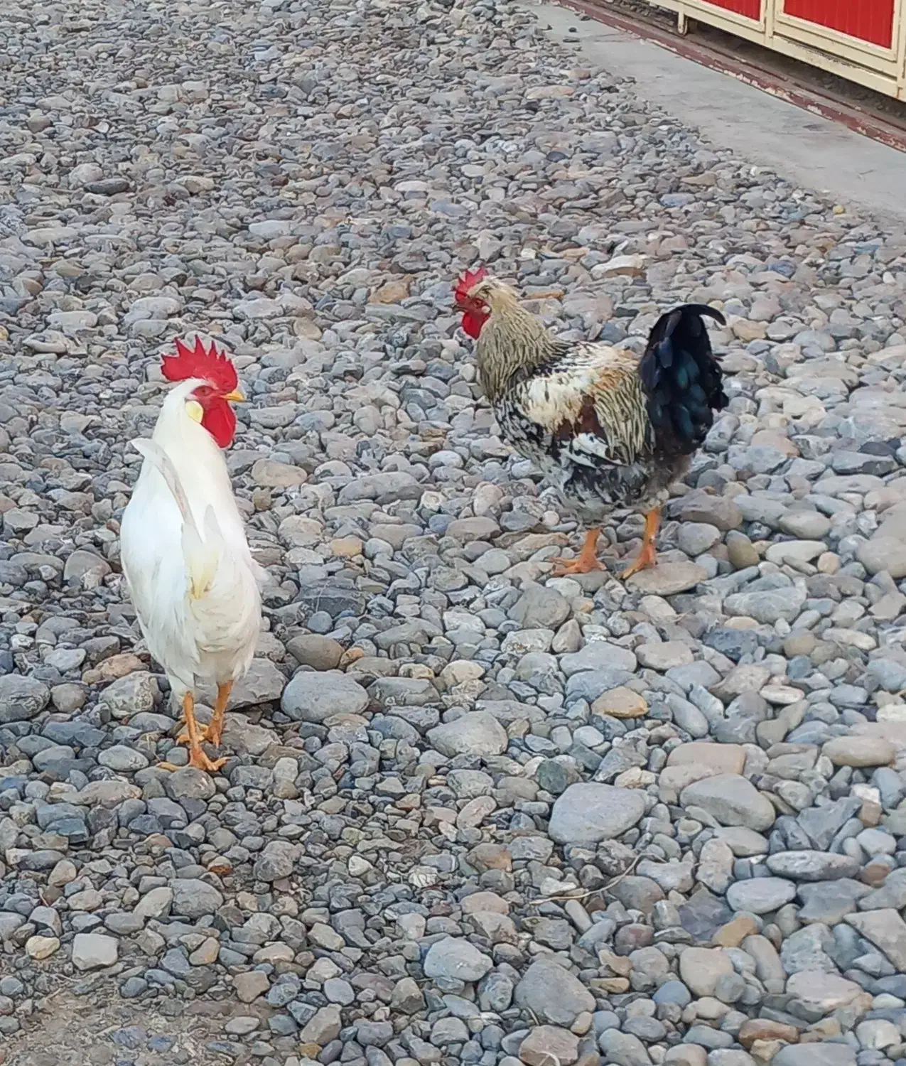 خروس|حیوانات مزرعه|گنبد کاووس, |دیوار