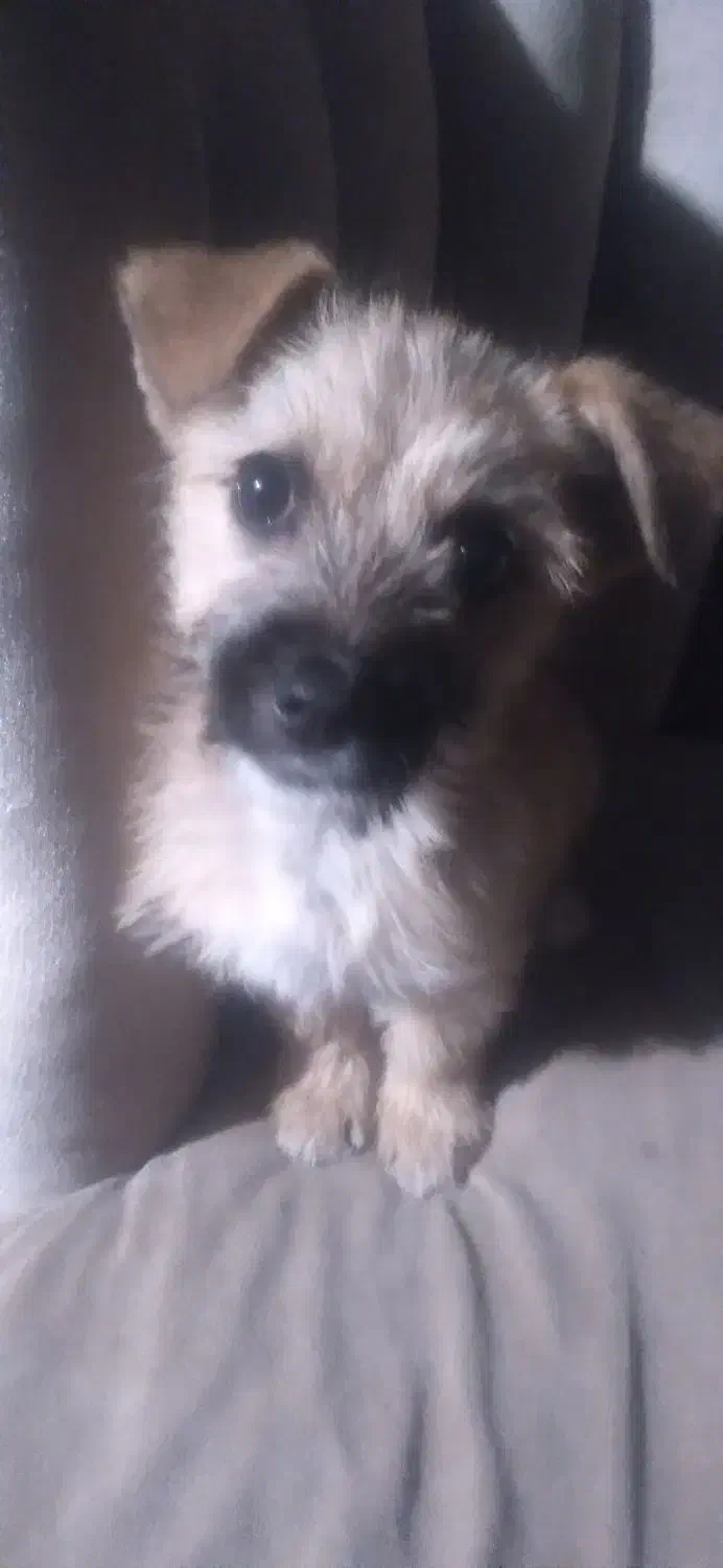 سگ پاکوتاه|سگ|گرگان, |دیوار