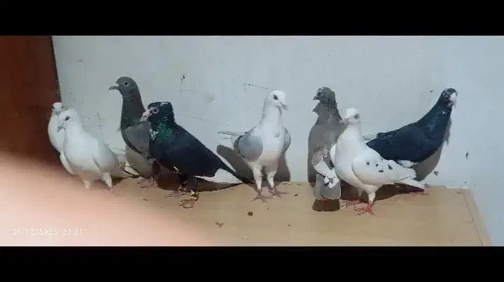 کبوتر|پرنده|بم, |دیوار