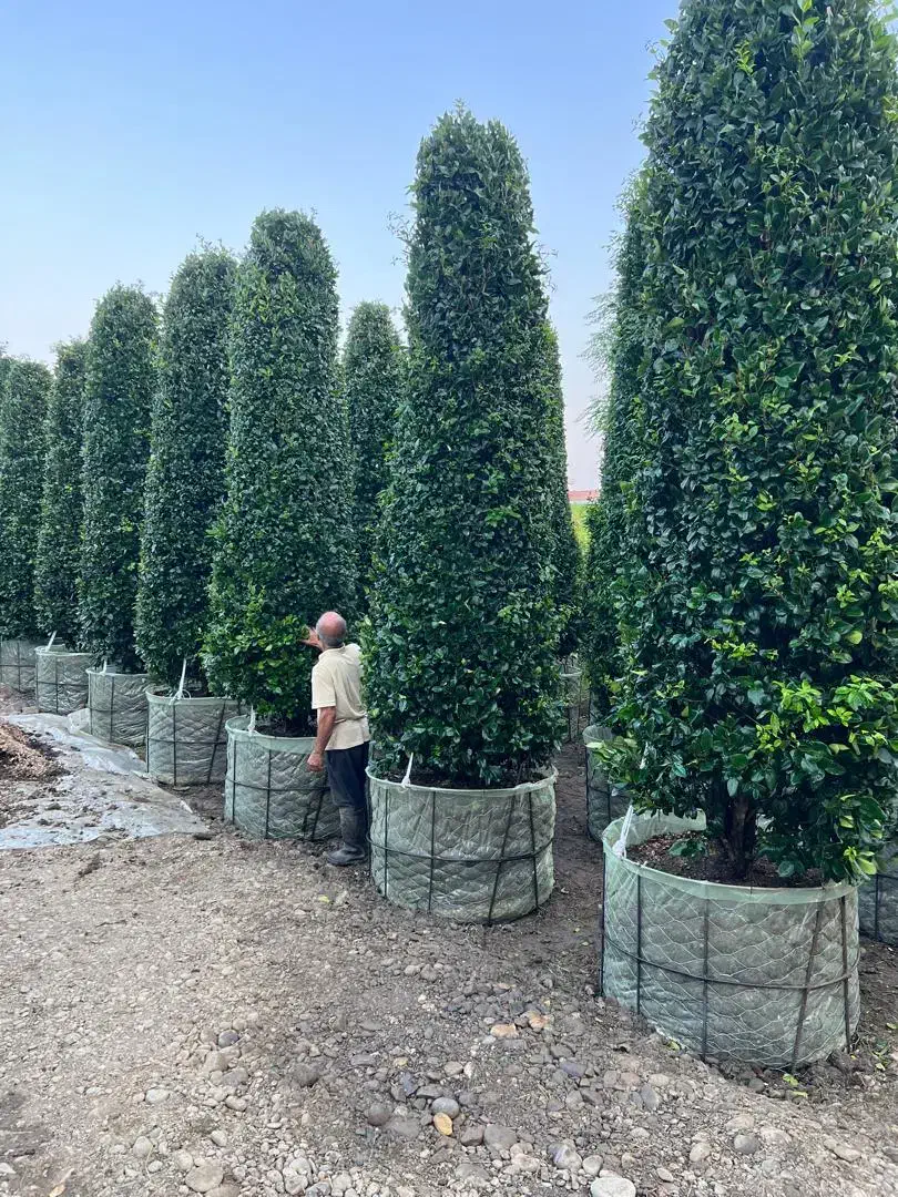 نهال شمشادکاج پایانکاردرختچه درخت کف قیمت ایران|خدمات باغبانی و درختکاری|تهران, حکیمیه|دیوار