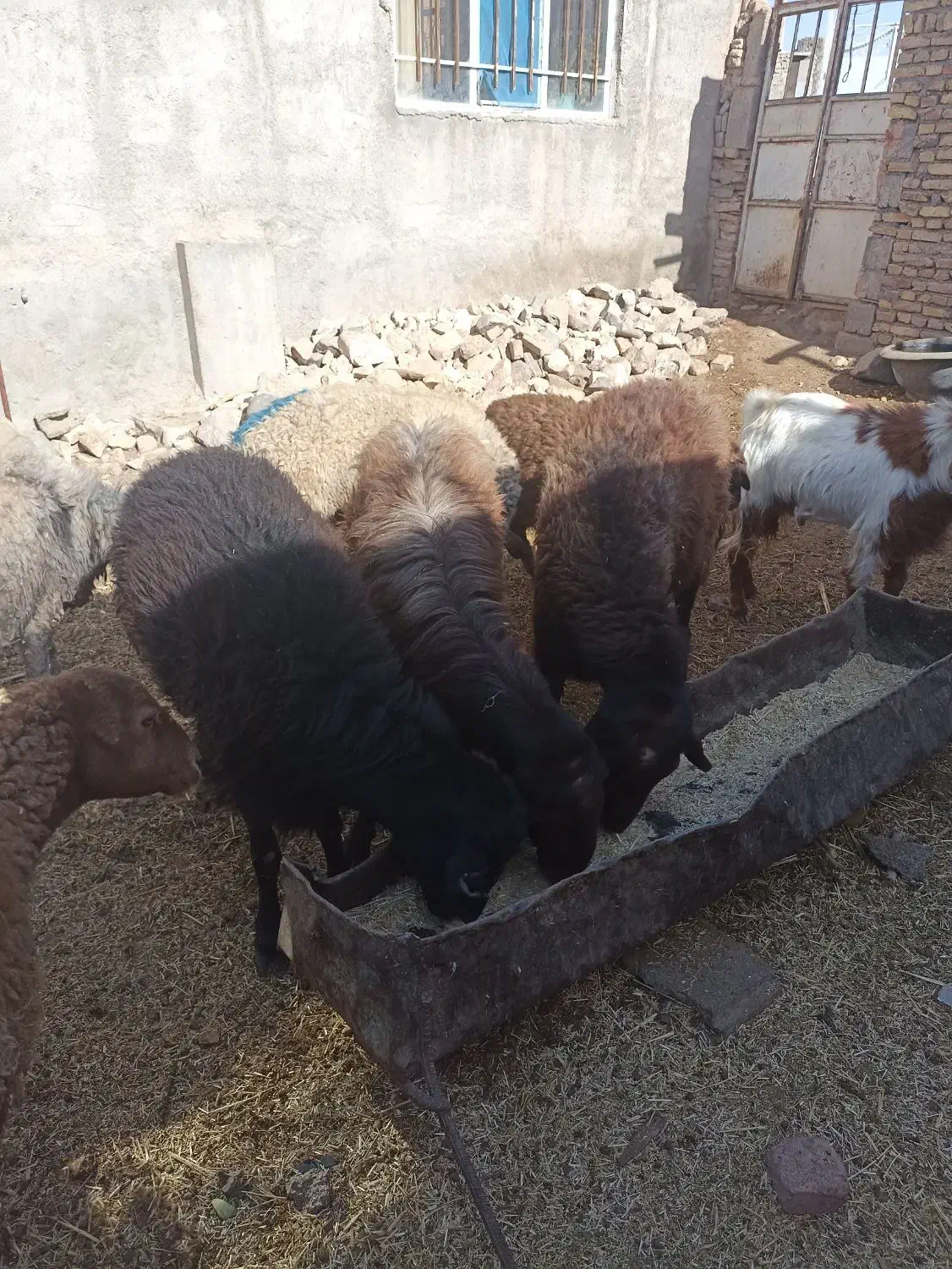 3رس قوچ افشار درج یک دونه ی 30تومن|حیوانات مزرعه|جغتای, |دیوار