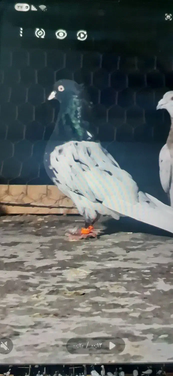 کفتر نررنگی|پرنده|شیراز, کوشک میدان|دیوار