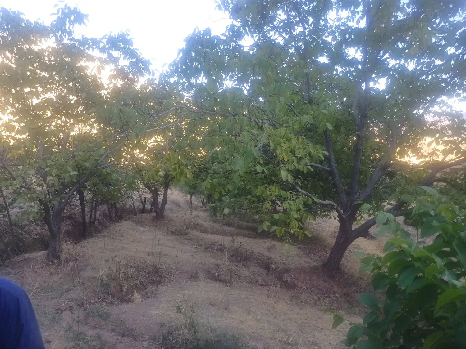 فروش باغ یک هکتار نیم|فروش زمین و ملک کلنگی|موچش, |دیوار