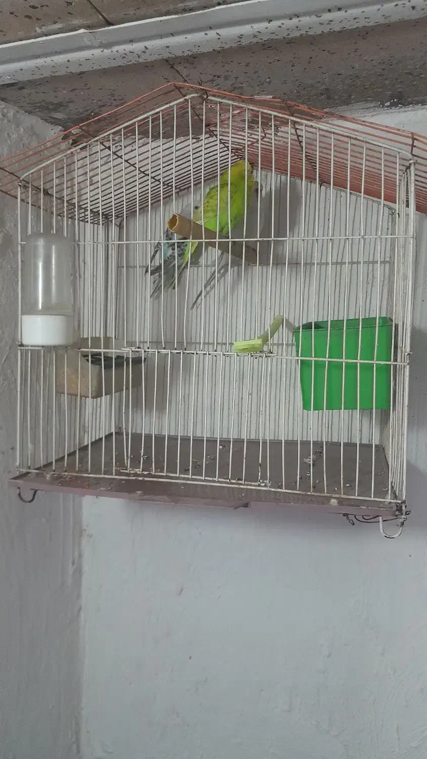 ۳ عدد مرغ. عشق.  با قفس و لوازم کامل|پرنده|چناران, |دیوار