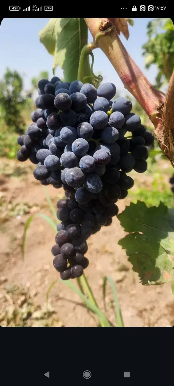 نهال انگور سی رقم|گل و گیاه طبیعی|جغتای, |دیوار