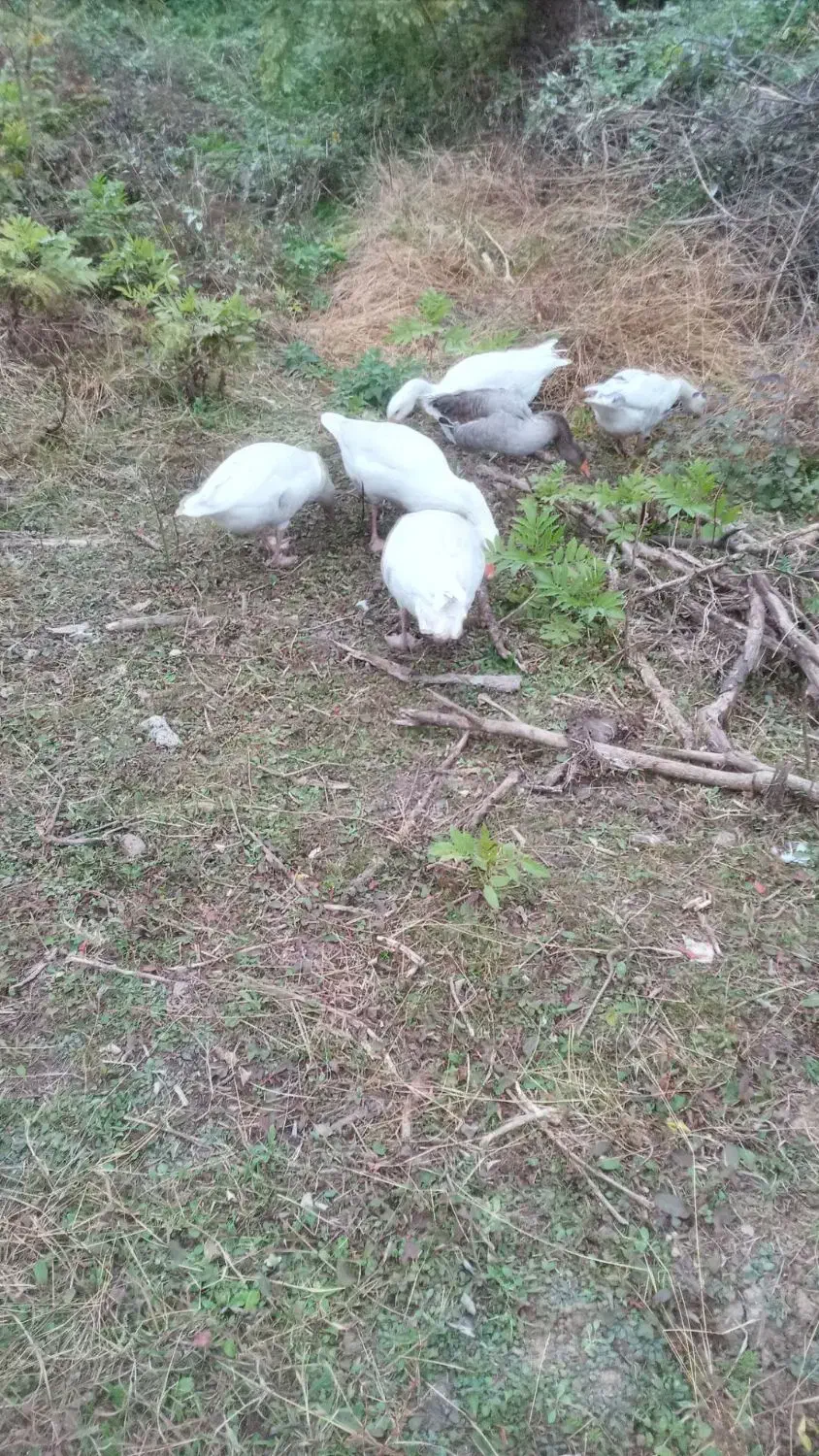 غاز محلی|حیوانات مزرعه|سنگر, |دیوار