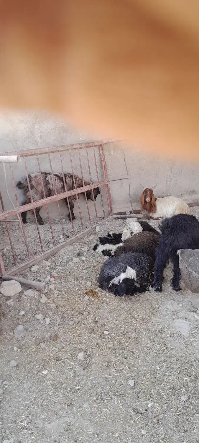 بره|حیوانات مزرعه|زرقان, |دیوار