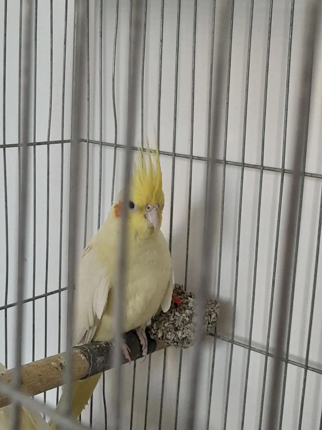 فروش عروس هلندی ماده|پرنده|اصفهان, حصه جنوبی|دیوار