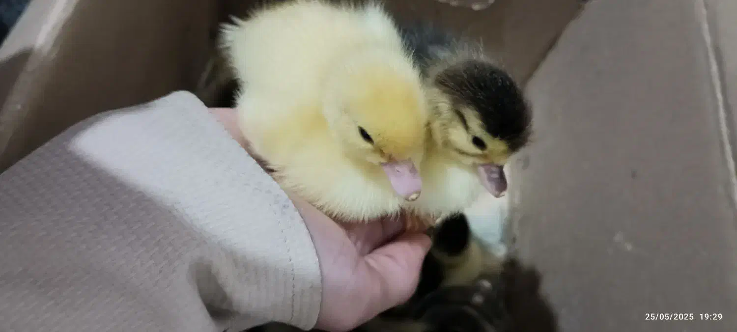 جوجه اردک روسی|حیوانات مزرعه|زرگرشهر, |دیوار