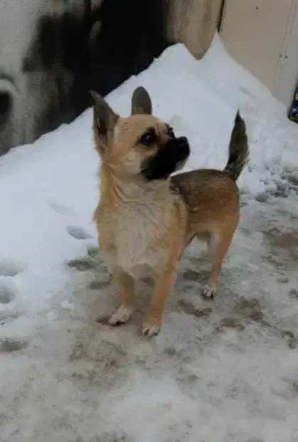 پاپی فروشی|سگ|اشتهارد, |دیوار