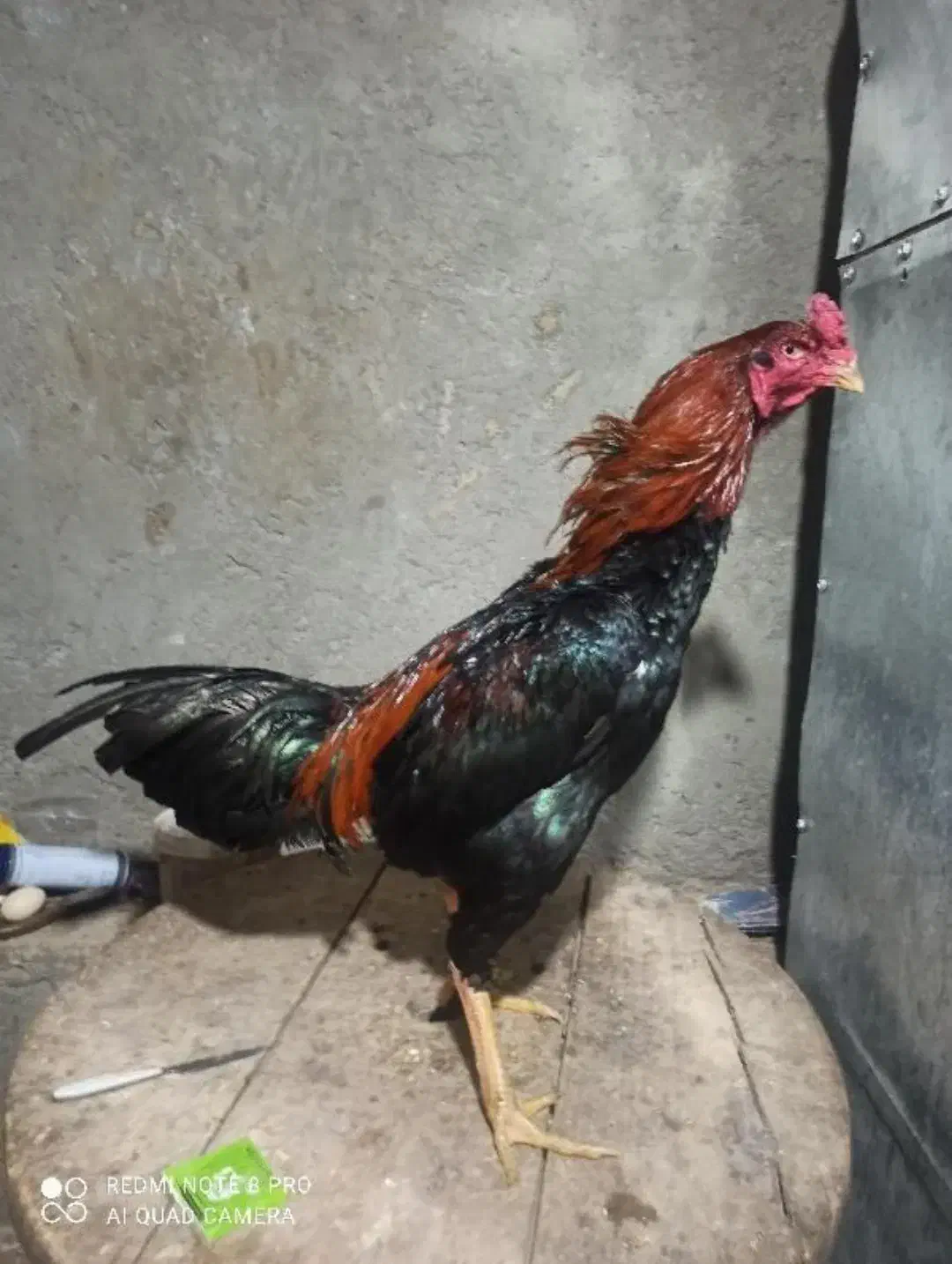 تخم مرغ لاری|حیوانات مزرعه|هشتگرد, هشتگرد قدیم|دیوار