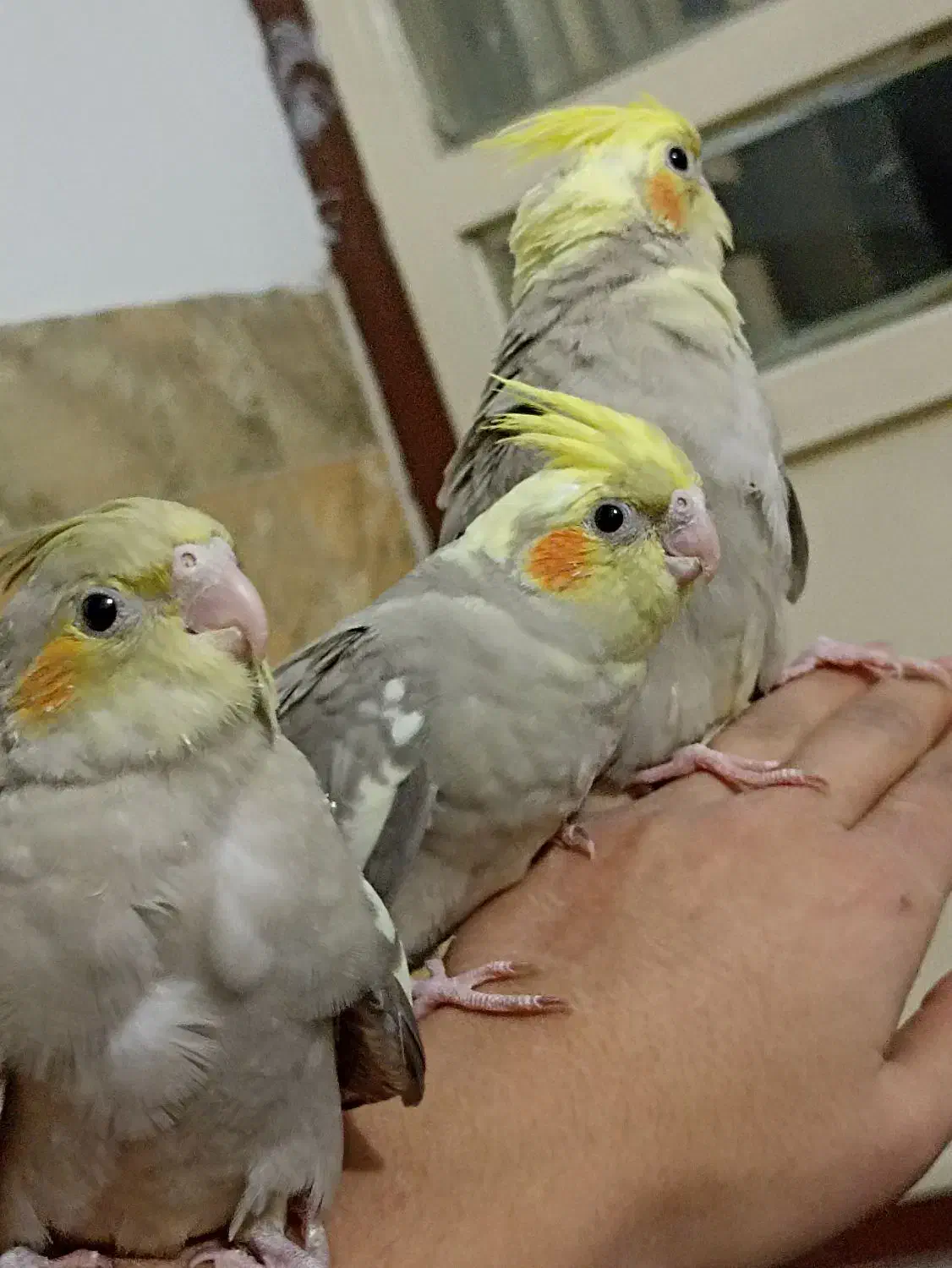 جوجه عروس هلندی|پرنده|بیرجند, |دیوار